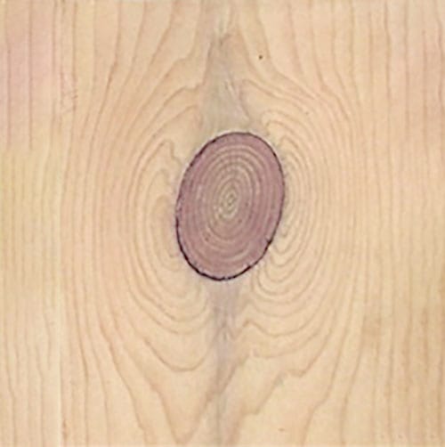 Black knot’s annual rings 