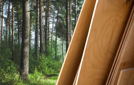 Priedes saplāksnis un tā unikalitāte