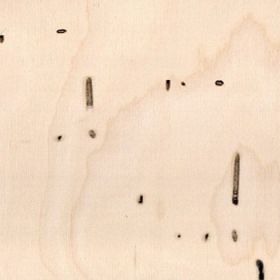 Biological damage (wormholes)