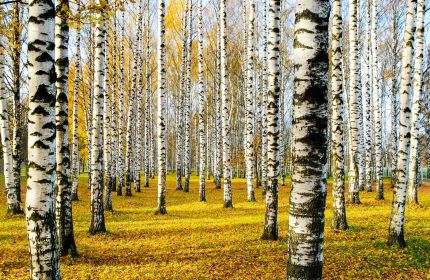 Saplākšņa karalis – bērzs